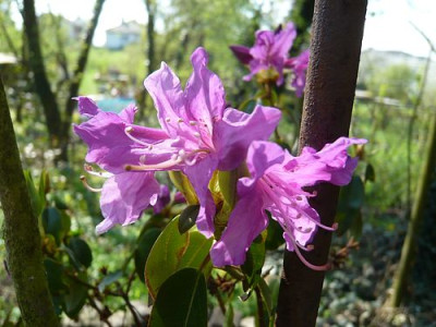 Rhododendron_concinnum_fars_2009.jpg