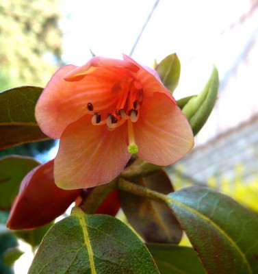 Rhododendron_cinnabarinum_var._concatenans_fars_2009.jpg