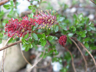 Salix_hylemtlica_6162.jpg