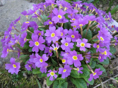 Primula_pruhoniciana_02891.jpg