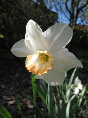 Narcissus_02991.jpg