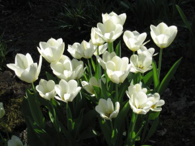 Purissima_02951.jpg
