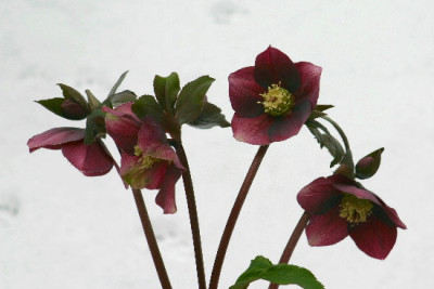 Helle-Jan-5.jpg