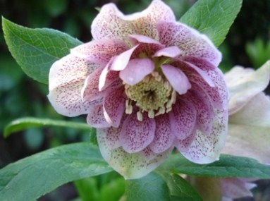 gef._rosa.JPG