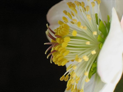 Helleborus_Detail.jpg