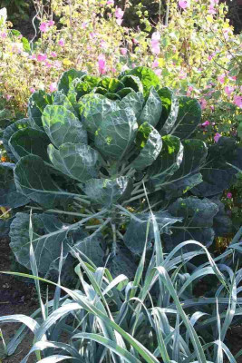 Rosenkohl1.jpg