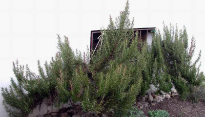 2009-04-14_001.JPG