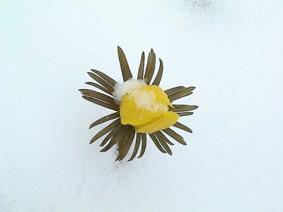 Eranthis_hyemalis.jpg