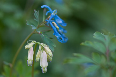 Corydalis-flexuosa-Apr1409.jpg