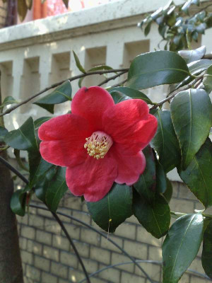 Kopie_von_14042009C.japonica_Tama_No_Ura.jpg