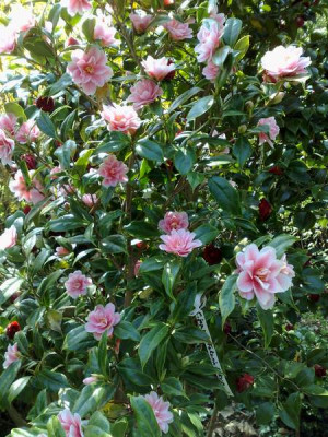 Kopie_von_14042009C.jap.rusticana_Fukurin_Ikkyo.jpg