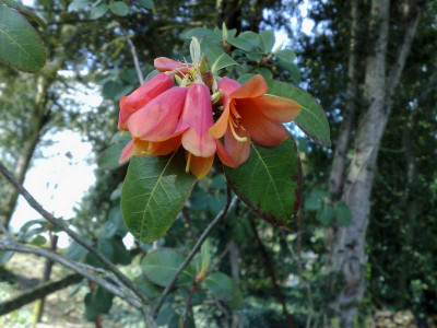 Kopie_von_14042009Rh.cinnabarinum_ssp.xanthocodon_var.concatenans_01.jpg