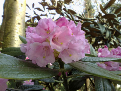 Kopie_von_14042009Rh.argyrophyllum_ssp.nankingense_Guiz.125_02.jpg