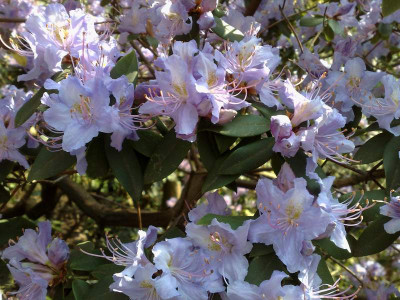 Kopie_von_14042009Rh.augustinii_ssp.augustinii_02.jpg