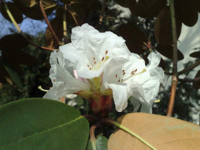 Kopie_von_14042009Rh.campanulatum_ssp.campanulatum_Bu218_02.jpg