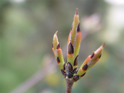 acer_griseum_austrieb.jpg