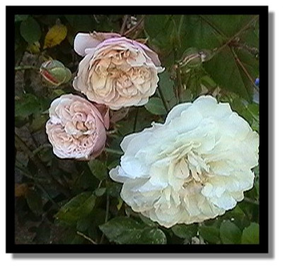 Felicite_et_Perpetue2004.jpg