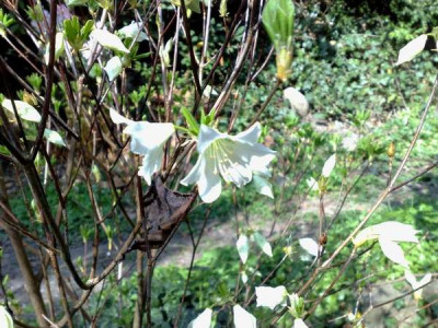 Kopie_von_14042009Rh.quinquefolium.jpg