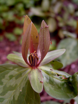 trillium_sessile_196.jpg