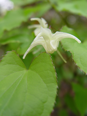 Epimedium_La-Rocaille203.jpg