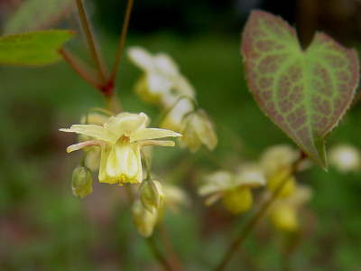 epimedium_versicolorSulphur.jpg