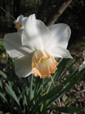 Narcissus_Salome_03101.jpg