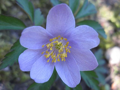 Anemone_nemorosa_Robinsoniana_03241.jpg