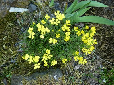 Erysimum_fars_2009.jpg