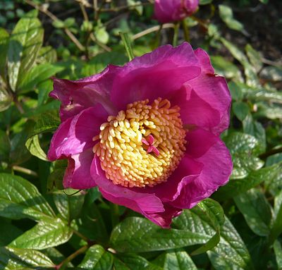 Paeonia_mairei_2_fars_2009.jpg