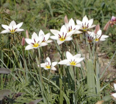 K800_13.04.2009_101.JPG
