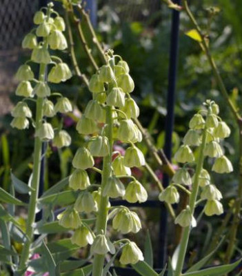 K800_13.04.2009_102.JPG
