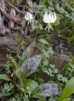 K800_13.04.2009_111.JPG