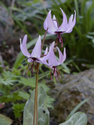 K800_13.04.2009_112.JPG