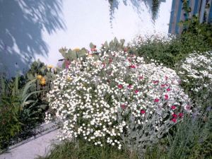 Chrysanthemum_multiflora.jpg