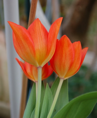 Quitschtulpen_0010__43770.jpg
