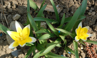 Wildtulpe_tarda_0010__43754.jpg