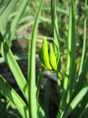 H._minor_Knospen__02901.jpg