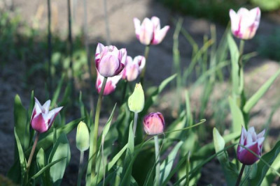 lila_weisse_Tulpen4.jpg