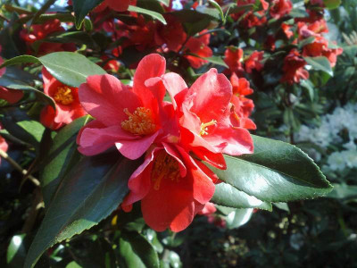 Kopie_von_15042009C.jap.rusticana_Yukibata_Tsubaki.jpg