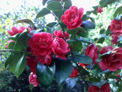 Kopie_von_15042009C.jap.jpg