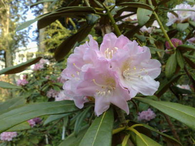 Kopie_von_15042009Rh.degronianum_ssp.heptamerum_var.heptamerum_C.W.Kyushu.jpg