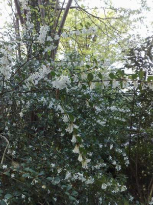 Kopie_von_15042009Osmanthus_delavayi.jpg