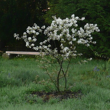 amelanchier.JPG