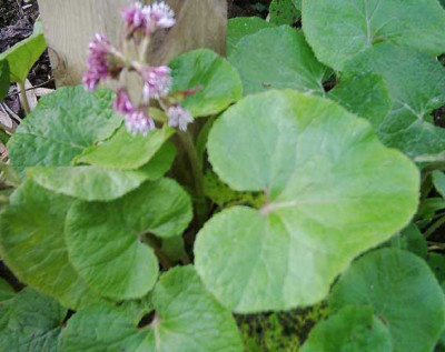 Petasites_fragrans1.jpg