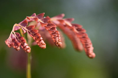 Adiantum-aleuticum-japonicum-Apr1509.jpg