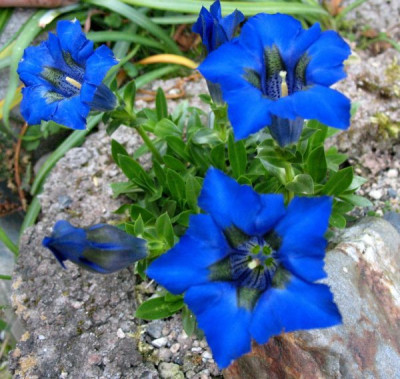 Gentiana_acaulis_6248.jpg