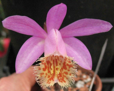 Pleione_Soufriere_6225.jpg