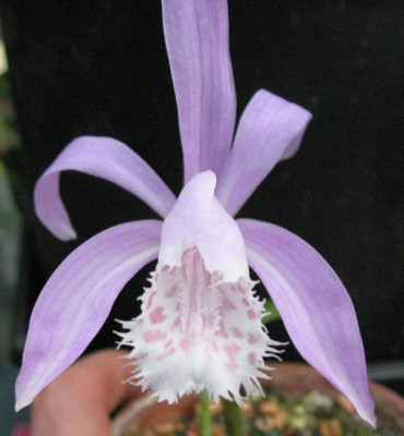 Pleione_aurita_6218.jpg