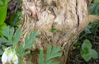 Buddleia_x_wheyeriana_Hoffnungstrieb_15.4.09.jpg