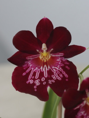 miltoniopsis_1480.jpg